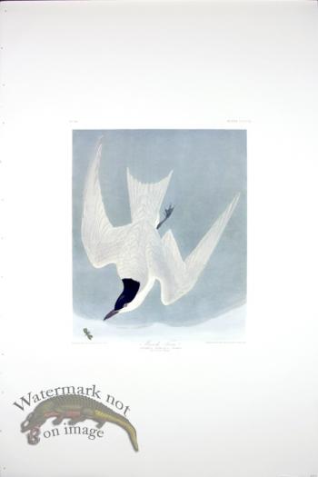 Havell's Tern